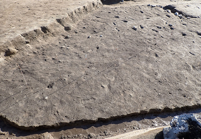 3区南 柵列(西から) 3区南 柵列(西から)