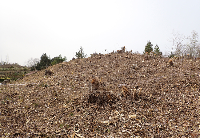 調査前近景(南東から) 調査前近景(南東から)